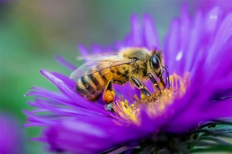 Bees .